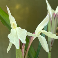 Roscoea x beesiana